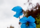 Blue Flowers.jpg